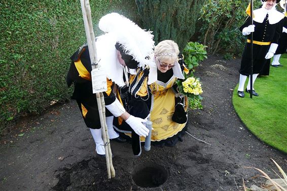 Weer is er een koningsboom geplant - Neerpelt