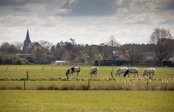 Weer wat natuur op zondag - Lommel