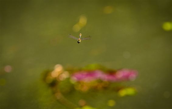 Weer wat zondagse natuurbeelden - Lommel