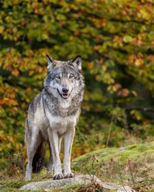 Weer wolf doodgereden op N76