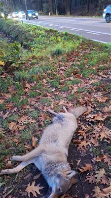 Weer wolf doodgereden - Hechtel-Eksel & Houthalen-Helchteren