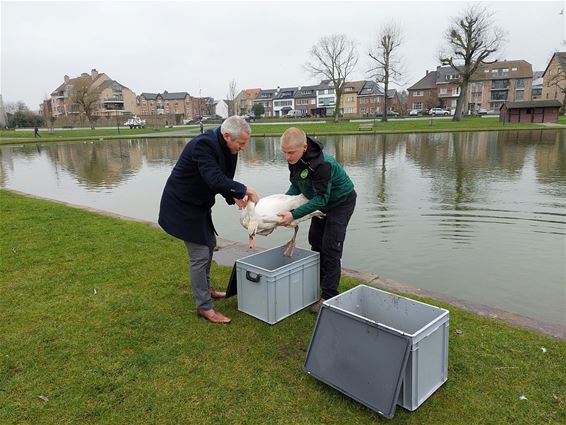 Weer zwanen in het stadspark - Tongeren