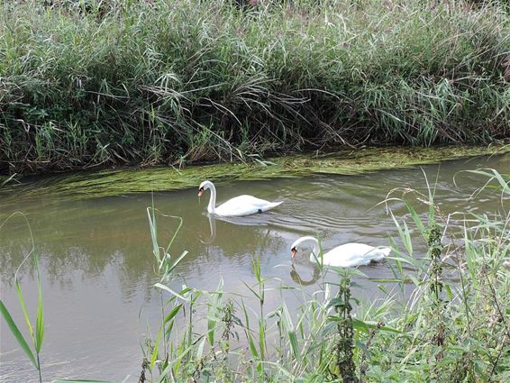 Weer zwanen op de Dommel - Neerpelt