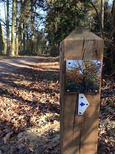 Wegwijzers naar de mooiste boom - Overpelt