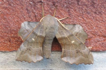 Welk diertje is dit? - Neerpelt
