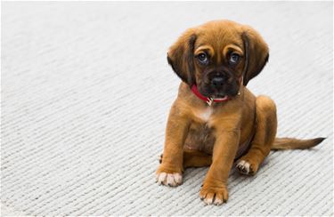 Welke hond past bij jou? - Lommel