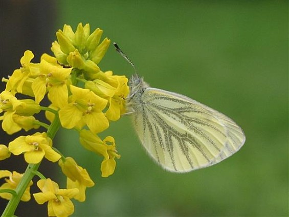 Welke vlinder fladdert daar? (6) - Neerpelt