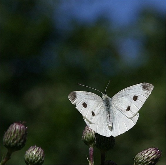 Welke vlinder fladdert daar? (9) - Neerpelt