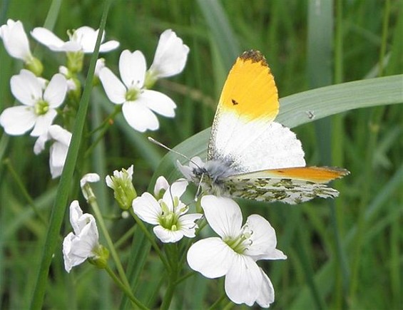 Welke vlinder fladdert daar? - Neerpelt