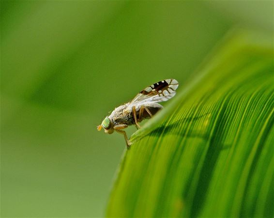 Wereldberoemd dankzij foto uit 2011 - Pelt