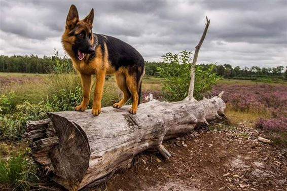 Werelddierendag: zorg goed voor je huisdieren - Beringen