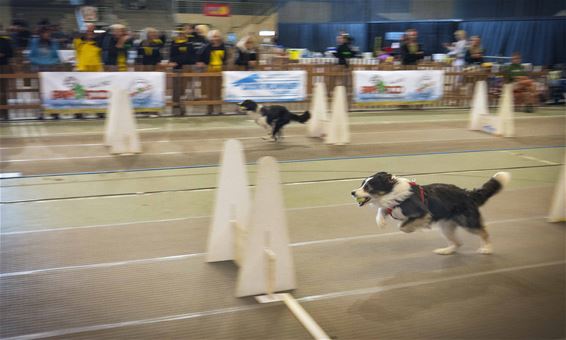 Wereldkampioenschap 'Flyball' - Lommel