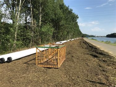 Werken aan gasleidingen langs Albertkanaal - Beringen