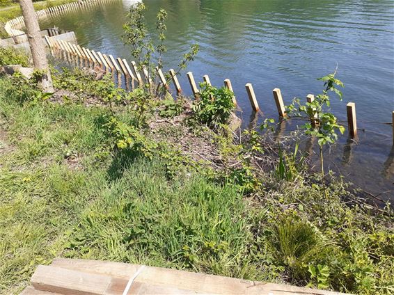 Werken aan oevers Paalse Plas gestart - Beringen