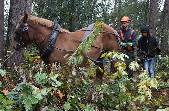 Werkpaarden in Bosland - Overpelt