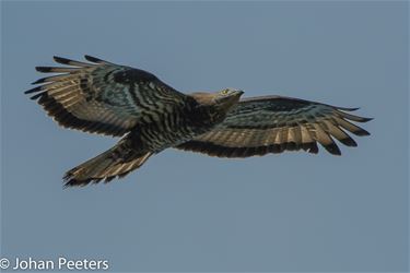 Wespendief in de Herenthoek - Pelt