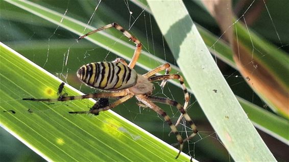 Wespspin of tijgerspin in de tuin - Hamont-Achel