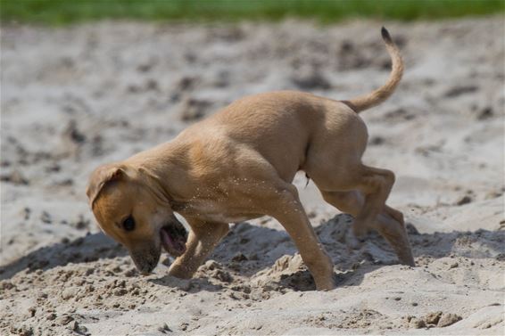 Whippet Day in Beringen - Beringen