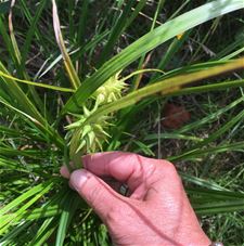 Wie kent deze plant? - Lommel