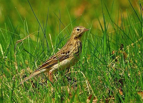 Wie piept daar in het gras? - Neerpelt