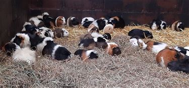 Wie wil cavia's of konijnen adopteren ?