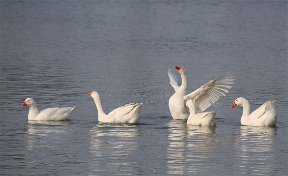 Wie wil een gans? - Pelt