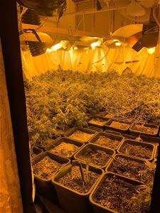 Wietplantage met 520 oogstrijpe planten ontdekt - Houthalen-Helchteren & Pelt