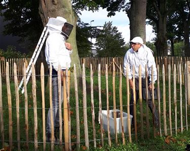 Wilde bijen in het park van Beverlo - Beringen