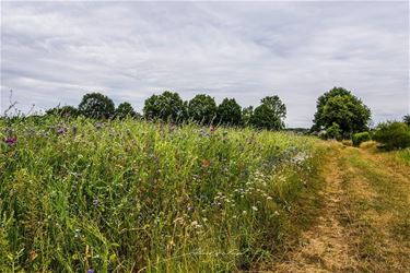 Wilde bloemen - Beringen