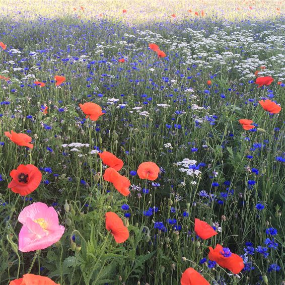 Wilde bloemenweelde - Hamont-Achel