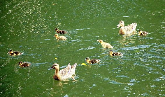 Wilde eenden in kanaal van Beverlo - Lommel