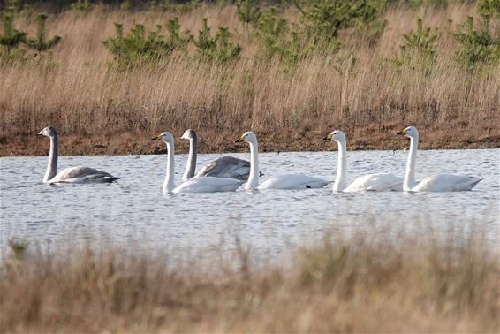 Wilde zwanen in het Hageven - Pelt