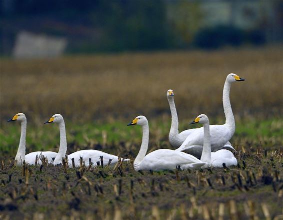 Wilde zwanen op de Buitenheide - Hamont-Achel