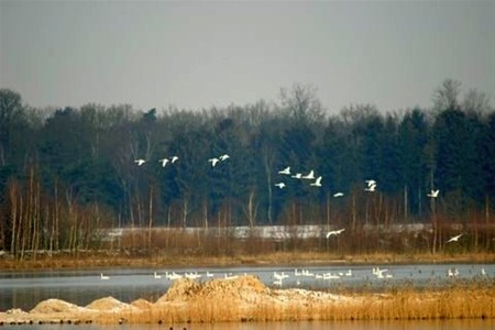 Wilde zwanen op de plas - Lommel & Pelt