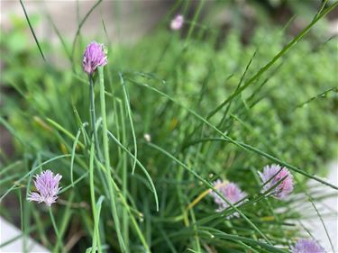 Wildplukpad in Park van de directeur - Beringen
