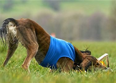 Windhonden Coursing Beringen - Beringen