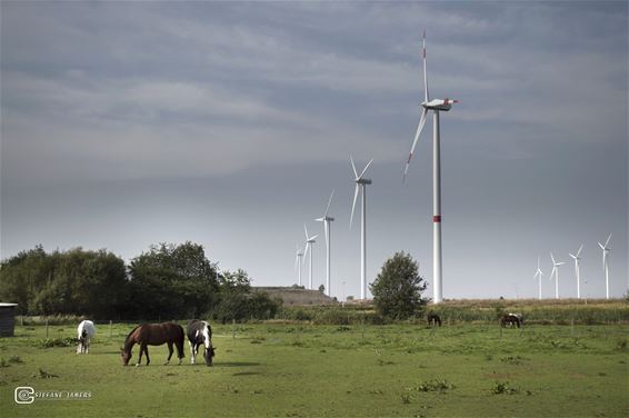 Windkracht versus paardenkracht - Lommel