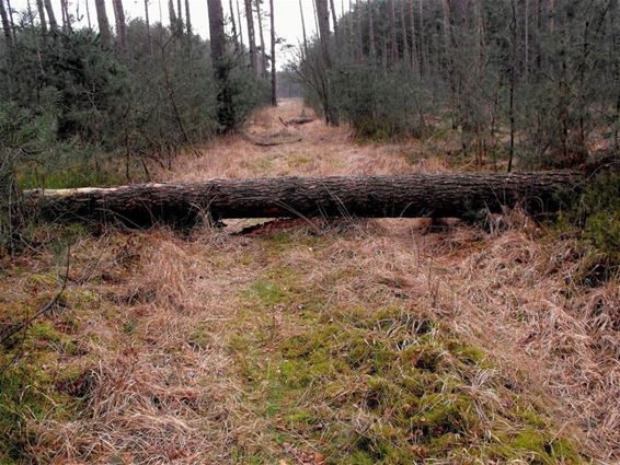 Windval in Bosland - Hechtel-Eksel