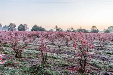 Winter in aantocht - Beringen