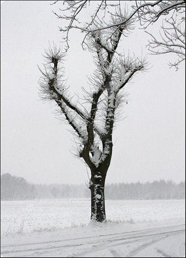 Winter in de Kastanjedreef - Hamont-Achel