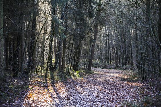 Winter in het gemeentepark - Overpelt