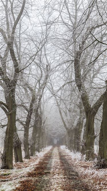 Winter in het Hobos - Overpelt