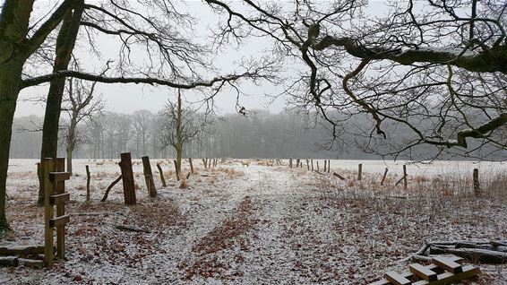 Winter in het Hobos - Overpelt