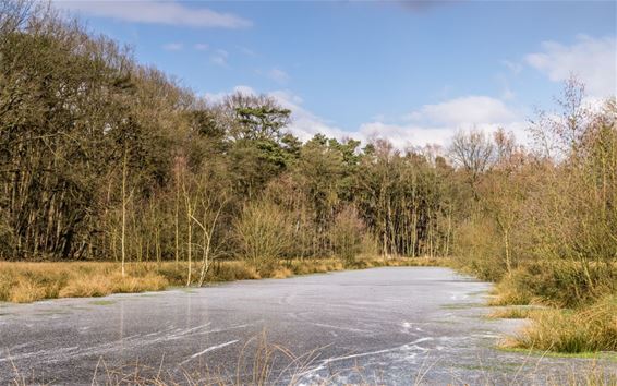 Winter in het Hobos - Overpelt