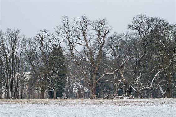 Winter in het Hobos - Overpelt