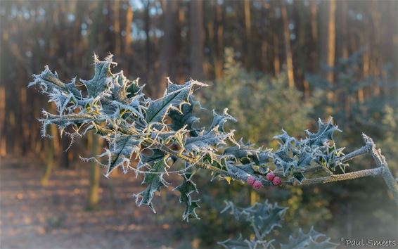 Winter in het Hobos - Pelt