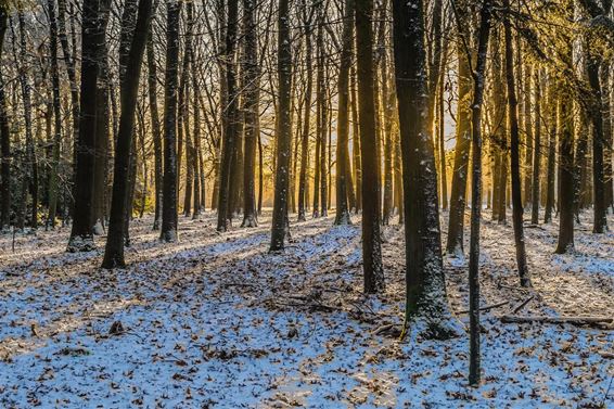 Winter in het Hobos - Overpelt