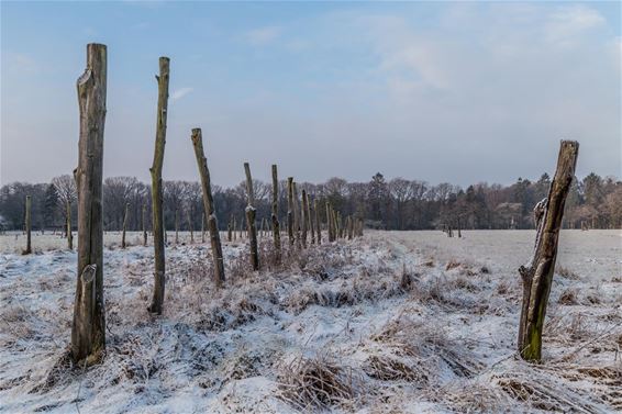 Winter in het Lindel... - Overpelt