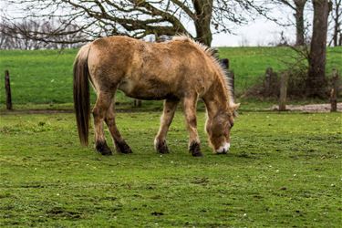 Winter of lente? - Beringen