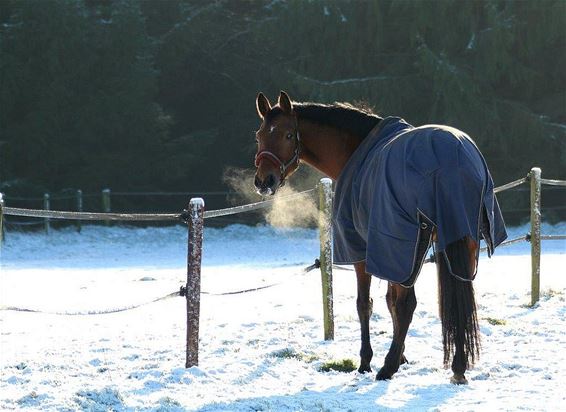 Winter op Lommelsakker - Neerpelt